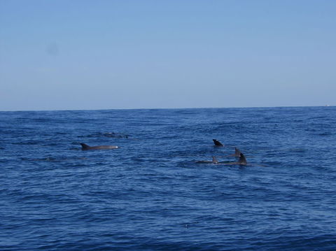 Rottnest Island Tour From Perth Or Fremantle Including Adventure Speed Boat Ride - Hobart Tourism 6