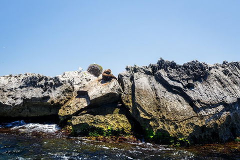 Rottnest Island Tour From Perth Or Fremantle Including Adventure Speed Boat Ride - Hobart Tourism 9