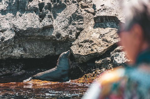 Rottnest Island Tour From Perth Or Fremantle Including Adventure Speed Boat Ride - Hobart Tourism 14