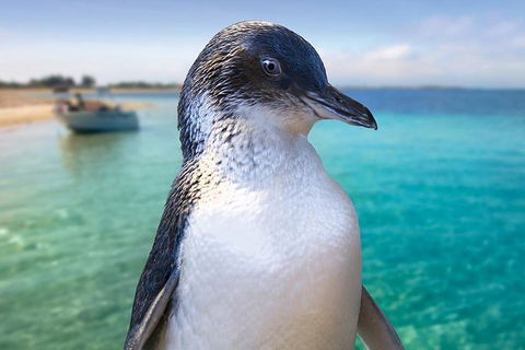 Full-Day Penguin Island & Fremantle Town - Hobart Tourism 0