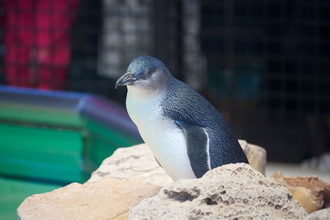 Full-Day Penguin Island & Fremantle Town - Hobart Tourism 5