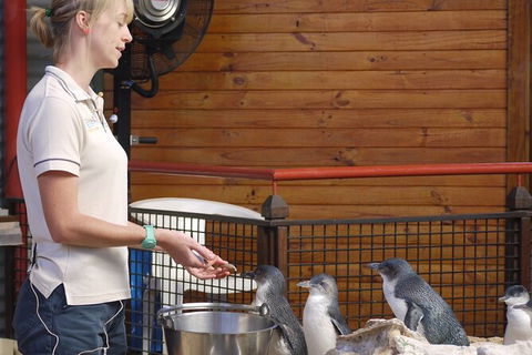 Full-Day Penguin Island & Fremantle Town - Hobart Tourism 6