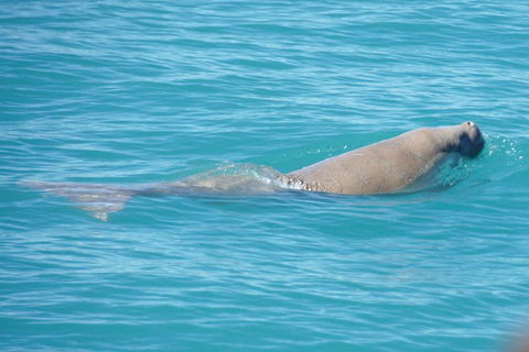 Snubfin Dolphin Eco Cruise From Broome - Hobart Tourism 1