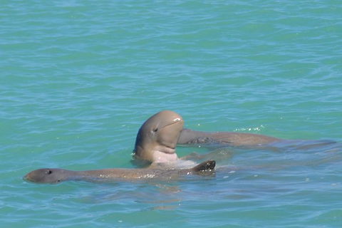 Snubfin Dolphin Eco Cruise From Broome - Hobart Tourism 2