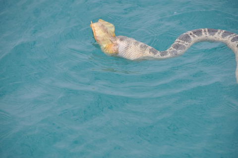 Snubfin Dolphin Eco Cruise From Broome - Hobart Tourism 10