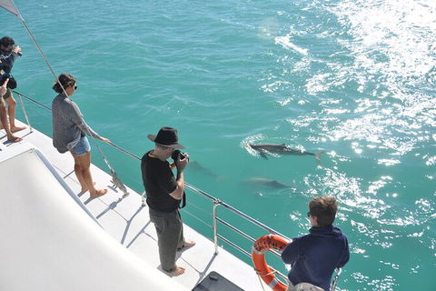 Snubfin Dolphin Eco Cruise From Broome - Hobart Tourism 4
