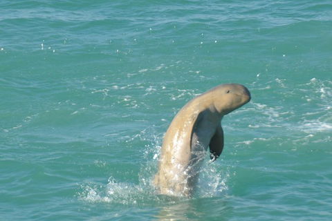 Snubfin Dolphin Eco Cruise From Broome - Hobart Tourism 11