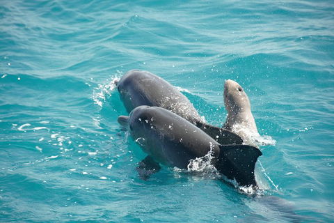 Snubfin Dolphin Eco Cruise From Broome - Hobart Tourism 6