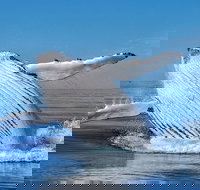 Whale Watching Dunsborough - Hobart Tourism