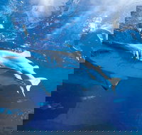 Snorkel with Sharks at AQWA - Hobart Tourism
