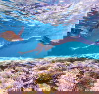 7-Day Exmouth Explorer via Pinnacles Monkey Mia Ningaloo Reef returning to Perth - Hobart Tourism
