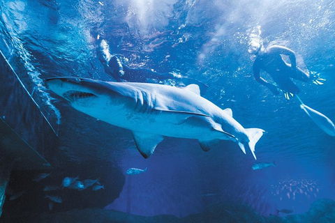 AQWA The Aquarium Of Western Australia: General Admission - Tourism TAS 9