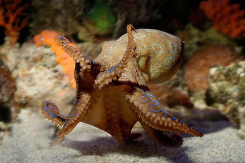 AQWA The Aquarium Of Western Australia: General Admission - Tourism TAS 15