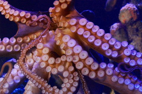 AQWA The Aquarium Of Western Australia: General Admission - Tourism TAS 8