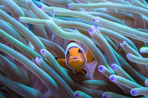 AQWA The Aquarium Of Western Australia: General Admission - Tourism TAS 4