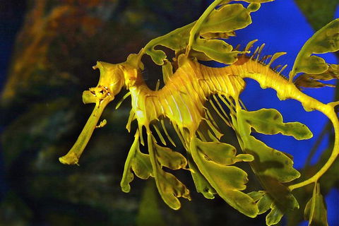 AQWA The Aquarium Of Western Australia: General Admission - Tourism TAS 13