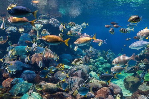 AQWA The Aquarium Of Western Australia: General Admission - Tourism TAS 10