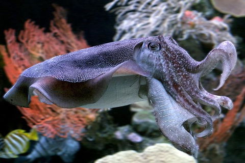 AQWA The Aquarium Of Western Australia: General Admission - Tourism TAS 16