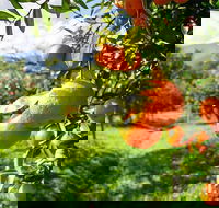 Full-Day Swan Valley Wildlife Park Winery  Fruit Orchard - Hobart Tourism