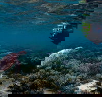 3 Night Ningaloo Reef Snorkel and Dive Getaway from Coral Bay - Tourism TAS