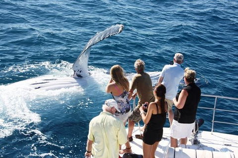Half-Day Whale Watching Sunset Cruise From Broome - Tourism TAS 2