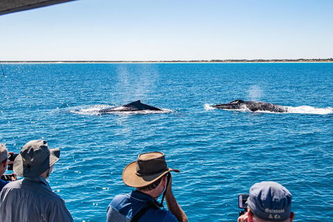 Half-Day Whale Watching Sunset Cruise From Broome - Tourism TAS 5