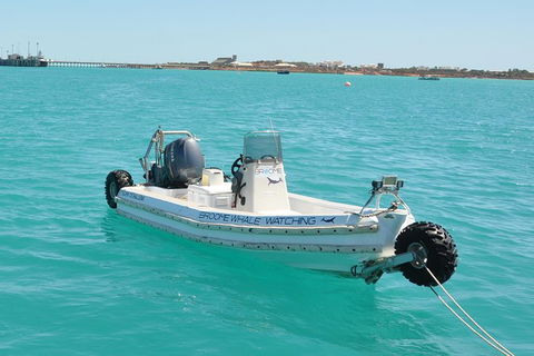 Half-Day Whale Watching Sunset Cruise From Broome - Tourism TAS 4