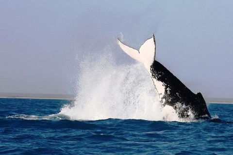 Half-Day Whale Watching Sunset Cruise From Broome - Tourism TAS 6