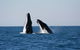 Half-Day Whale Watching Sunset Cruise From Broome - thumb 3