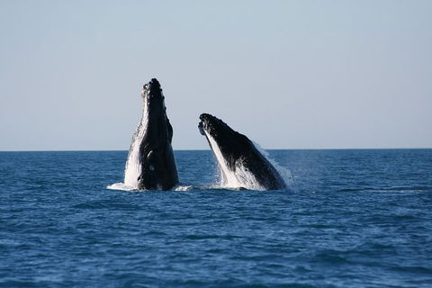 Half-Day Whale Watching Sunset Cruise From Broome - Tourism TAS 3