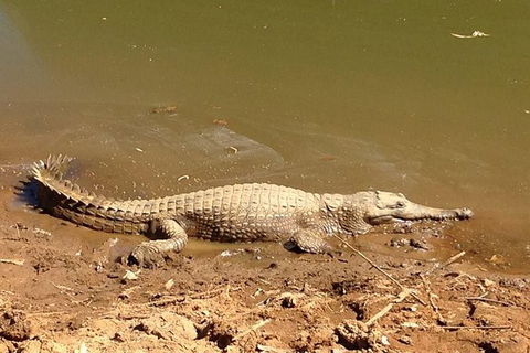 Amazing Windjana Gorge And Tunnel Creek Adventure From Broome - Hobart Tourism 7