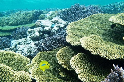 Abrolhos Islands Scenic Flight & Snorkel Adventure From Perth - Tourism TAS 3