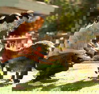 Very Best of Perth Tour - Wildlife Park  City Highlights Tour - Tourism TAS