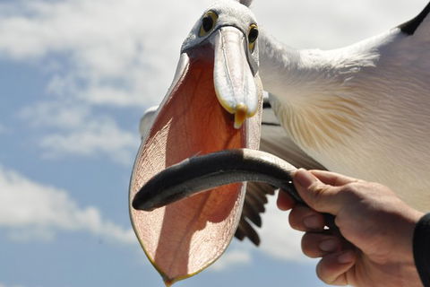 Albany Wildlife And Scenic Cruise - Tourism TAS 1