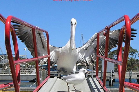 Albany Wildlife And Scenic Cruise - Tourism TAS 2