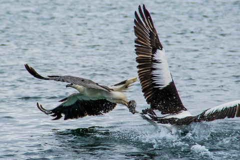 Albany Wildlife And Scenic Cruise - Tourism TAS 4
