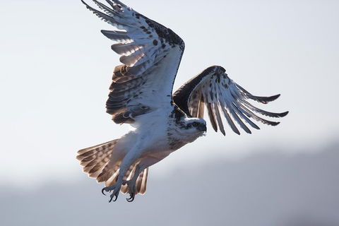 Albany Wildlife And Scenic Cruise - Tourism TAS 6