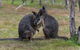 Phillip Island Penguin Parade Express Tour From Melbourne - thumb 1