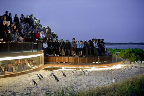 Phillip Island Penguin Parade Express Tour From Melbourne - Hobart Tourism 7