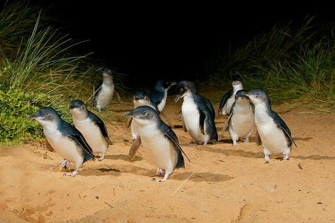 Phillip Island Penguin Parade Express Tour From Melbourne - Hobart Tourism 2