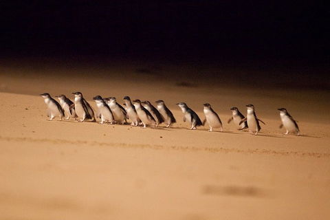 Phillip Island Penguin Parade Express Tour From Melbourne - Hobart Tourism 5