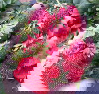 Mornington Peninsula including Strawberry Farm Day Tour from Melbourne
