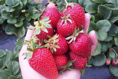 Mornington Peninsula Including Strawberry Farm Day Tour From Melbourne - Hobart Tourism 0