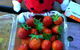 Mornington Peninsula Including Strawberry Farm Day Tour From Melbourne - thumb 6