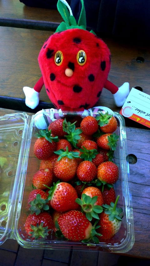 Mornington Peninsula Including Strawberry Farm Day Tour From Melbourne - Hobart Tourism 6