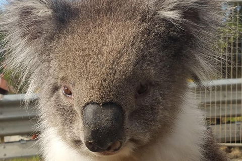 Full-Day Great Ocean Road Tour From Melbourne - Hobart Tourism 6