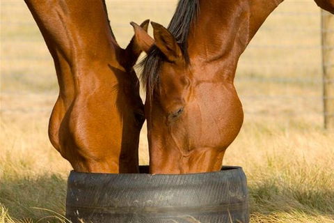 Champion Racehorse Tour With Beer And Wine Tasting - Hobart Tourism 0