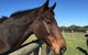 Champion Racehorse Tour With Beer And Wine Tasting - thumb 5
