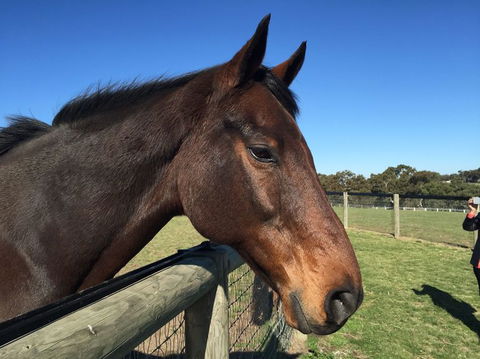 Champion Racehorse Tour With Beer And Wine Tasting - Hobart Tourism 5