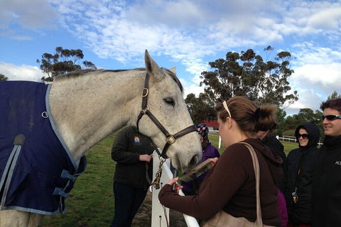 Champion Racehorse Tour With Beer And Wine Tasting - Hobart Tourism 9